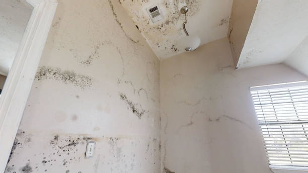 Best Mold Damage Restoration  in Ocean Acres, NJ