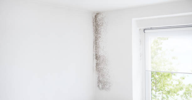 Best Environmental Consulting for Mold Prevention  in Ocean Acres, NJ