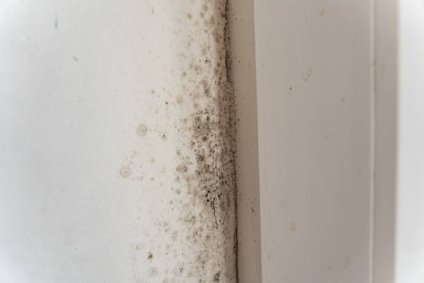 Best Comprehensive Air Testing for Mold Contaminants  in Ocean Acres, NJ